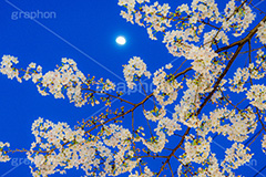 桜と月,夜桜,桜,ソメイヨシノ,そめいよしの,さくら,サクラ,花見,お花見,月,花,お花,フラワー,はな,花より団子,綺麗,きれい,キレイ,つぼみ,蕾,春,blossom,flower,japan,moon,spring