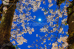 桜と月,夜桜,桜,ソメイヨシノ,そめいよしの,さくら,サクラ,花見,お花見,月,花,お花,フラワー,はな,花より団子,綺麗,きれい,キレイ,つぼみ,蕾,春,blossom,flower,japan,moon,spring