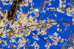 桜と月,夜桜,桜,ソメイヨシノ,そめいよしの,さくら,サクラ,花見,お花見,月,花,お花,フラワー,はな,花より団子,綺麗,きれい,キレイ,つぼみ,蕾,春,blossom,flower,japan,moon,spring