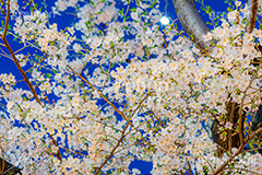 桜と月,夜桜,桜,ソメイヨシノ,そめいよしの,さくら,サクラ,花見,お花見,月,花,お花,フラワー,はな,花より団子,綺麗,きれい,キレイ,つぼみ,蕾,春,blossom,flower,japan,moon,spring