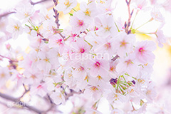 ソメイヨシノ,そめいよしの,桜,さくら,サクラ,花見,お花見,花,お花,フラワー,はな,綺麗,きれい,キレイ,咲,春,パステル,ナチュラル,癒し,natural,pastel,blossom,japan,flower,spring,フルサイズ撮影