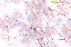 ソメイヨシノ,そめいよしの,桜,さくら,サクラ,花見,お花見,花,お花,フラワー,はな,綺麗,きれい,キレイ,咲,春,パステル,ナチュラル,癒し,natural,pastel,blossom,japan,flower,spring,フルサイズ撮影