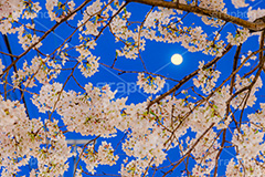 桜と月,夜桜,桜,ソメイヨシノ,そめいよしの,さくら,サクラ,花見,お花見,月,花,お花,フラワー,はな,花より団子,綺麗,きれい,キレイ,春,blossom,flower,japan,moon,spring,フルサイズ撮影