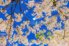 桜と月,夜桜,桜,ソメイヨシノ,そめいよしの,さくら,サクラ,花見,お花見,月,花,お花,フラワー,はな,花より団子,綺麗,きれい,キレイ,春,blossom,flower,japan,moon,spring,フルサイズ撮影