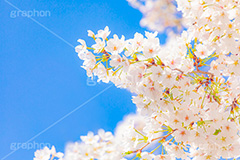 桜,さくら,サクラ,花見,お花見,花,お花,フラワー,はな,ソメイヨシノ,そめいよしの,綺麗,きれい,キレイ,咲,春,パステル,ナチュラル,癒し,natural,pastel,blossom,japan,flower,spring,フルサイズ撮影