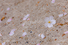 桜の花びら,桜,ソメイヨシノ,さくら,サクラ,花,お花,フラワー,はな,春,花びら,花弁,はなびら,散る,桜吹雪,地面,寂しい,哀愁,春の終わり,blossom,japan,flower