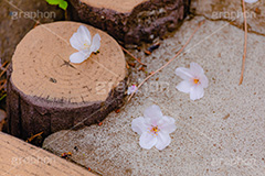 桜の花びら,桜,ソメイヨシノ,さくら,サクラ,花,お花,フラワー,はな,春,花びら,花弁,はなびら,散る,桜吹雪,地面,寂しい,哀愁,春の終わり,blossom,japan,flower