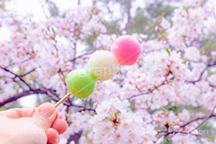 花より団子,団子,三色団子,串,だんご,桜,さくら,サクラ,花見,お花見,花,お花,フラワー,はな,春,パステル,ナチュラル,癒し,natural,pastel,blossom,japan,flower,spring,フルサイズ撮影