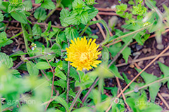 野に咲くタンポポ,たんぽぽ,タンポポ,野原,花,お花,フラワー,野花,雑草,春,キク科,多年草,フヂナ,タナ,flower,spring,フルサイズ撮影