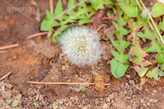 野に咲く綿毛,綿毛,種,種子,綿,飛ぶ,たんぽぽ,タンポポ,野原,花,お花,フラワー,野花,雑草,春,キク科,多年草,フヂナ,タナ,flower,spring,フルサイズ撮影