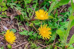 野に咲くタンポポ,たんぽぽ,タンポポ,野原,花,お花,フラワー,野花,雑草,春,キク科,多年草,フヂナ,タナ,flower,spring,フルサイズ撮影