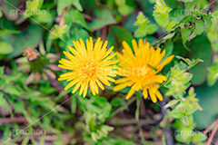野に咲くタンポポ,たんぽぽ,タンポポ,野原,花,お花,フラワー,野花,雑草,春,キク科,多年草,フヂナ,タナ,flower,spring,フルサイズ撮影