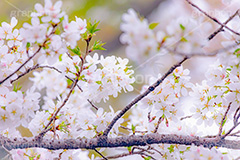 桜,さくら,サクラ,花見,お花見,花,お花,フラワー,はな,ソメイヨシノ,そめいよしの,綺麗,きれい,キレイ,咲,春,パステル,ナチュラル,癒し,natural,pastel,blossom,japan,flower,spring,フルサイズ撮影