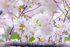 桜,さくら,サクラ,花見,お花見,花,お花,フラワー,はな,ソメイヨシノ,そめいよしの,綺麗,きれい,キレイ,咲,春,パステル,ナチュラル,癒し,natural,pastel,blossom,japan,flower,spring,フルサイズ撮影