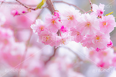 八重紅枝垂,ヤエベニシダレ,桜,さくら,サクラ,花見,お花見,花,お花,フラワー,はな,綺麗,きれい,キレイ,咲,春,パステル,ナチュラル,癒し,natural,pastel,blossom,japan,flower,spring,フルサイズ撮影
