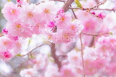 八重紅枝垂,ヤエベニシダレ,桜,さくら,サクラ,花見,お花見,花,お花,フラワー,はな,綺麗,きれい,キレイ,咲,春,パステル,ナチュラル,癒し,natural,pastel,blossom,japan,flower,spring,フルサイズ撮影