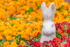 春の花壇,花壇,花畑,花,お花,フラワー,はな,咲,春,花弁,綺麗,きれい,キレイ,パンジー,石造,庭,ガーデン,うさぎ,ウサギ,兎,garden,flower,spring,rabbit,フルサイズ撮影