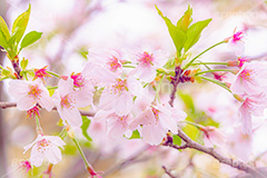 春の終わり,葉桜,桜,さくら,サクラ,散る,花,お花,フラワー,はな,ソメイヨシノ,そめいよしの,春,寂しい,哀愁,blossom,japan,flower,spring,フルサイズ撮影