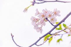春の終わり,葉桜,桜,さくら,サクラ,散る,花,お花,フラワー,はな,ソメイヨシノ,そめいよしの,春,寂しい,哀愁,blossom,japan,flower,spring,フルサイズ撮影