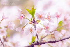 春の終わり,葉桜,桜,さくら,サクラ,散る,花,お花,フラワー,はな,ソメイヨシノ,そめいよしの,春,寂しい,哀愁,blossom,japan,flower,spring,フルサイズ撮影