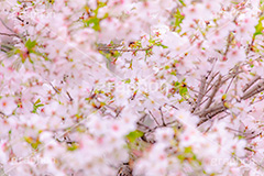 春の終わり,葉桜,桜,さくら,サクラ,散る,花,お花,フラワー,はな,ソメイヨシノ,そめいよしの,春,寂しい,哀愁,blossom,japan,flower,spring,フルサイズ撮影