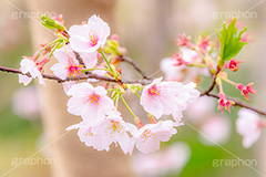 春の終わり,葉桜,桜,さくら,サクラ,散る,花,お花,フラワー,はな,ソメイヨシノ,そめいよしの,春,寂しい,哀愁,blossom,japan,flower,spring,フルサイズ撮影