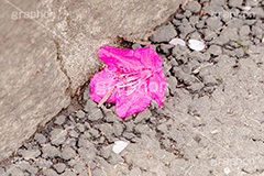 春の終わり,散る,枯れる,ツツジ,花,お花,フラワー,はな,サツキ,シャクナゲ,ツツジ科,咲,春,花弁,花びら,ピンク,寂しい,哀愁,flower,spring,フルサイズ撮影