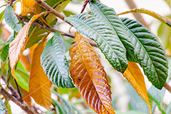 木の葉,葉,葉っぱ,はっぱ,木,ナチュラル,自然,natural,leaf,autumn,フルサイズ撮影