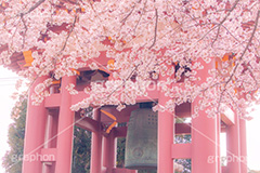 池上本門寺の桜,池上本門寺,寺,参拝,大田区,日蓮宗,池上,桜,さくら,サクラ,花見,お花見,花,お花,フラワー,はな,春,ヴィンテージ,vintage,blossom,japan,spring,flower