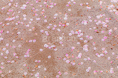 桜の花びら,桜,ソメイヨシノ,さくら,サクラ,花,お花,フラワー,はな,春,花びら,花弁,はなびら,散る,桜吹雪,地面,寂しい,哀愁,春の終わり,blossom,japan,flower