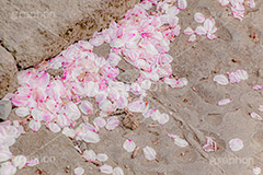 桜の花びら,桜,ソメイヨシノ,さくら,サクラ,花,お花,フラワー,はな,春,花びら,花弁,はなびら,散る,桜吹雪,地面,寂しい,哀愁,春の終わり,blossom,japan,flower