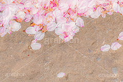 桜の花びら,桜,ソメイヨシノ,さくら,サクラ,花,お花,フラワー,はな,春,花びら,花弁,はなびら,散る,桜吹雪,地面,寂しい,哀愁,春の終わり,blossom,japan,flower