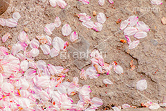 桜の花びら,桜,ソメイヨシノ,さくら,サクラ,花,お花,フラワー,はな,春,花びら,花弁,はなびら,散る,桜吹雪,地面,寂しい,哀愁,春の終わり,blossom,japan,flower