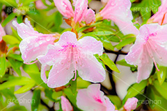 雨に濡れるツツジ,雨,雨の日,雨粒,水滴,満開のツツジ,ツツジ,つつじ,春,花,お花,満開,フラワー,flower,spring,rain