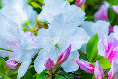 雨に濡れるツツジ,雨,雨の日,雨粒,水滴,満開のツツジ,ツツジ,つつじ,春,花,お花,満開,フラワー,flower,spring,rain