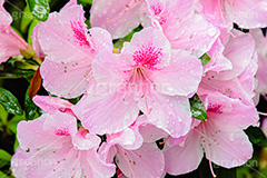 雨に濡れるツツジ,雨,雨の日,雨粒,水滴,満開のツツジ,ツツジ,つつじ,春,花,お花,満開,フラワー,flower,spring,rain