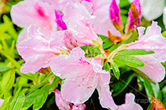 雨に濡れるツツジ,雨,雨の日,雨粒,水滴,満開のツツジ,ツツジ,つつじ,春,花,お花,満開,フラワー,flower,spring,rain