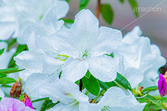 雨に濡れるツツジ,雨,雨の日,雨粒,水滴,満開のツツジ,ツツジ,つつじ,春,花,お花,満開,フラワー,flower,spring,rain