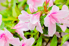 雨に濡れるツツジ,雨,雨の日,雨粒,水滴,満開のツツジ,ツツジ,つつじ,春,花,お花,満開,フラワー,flower,spring,rain