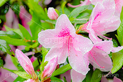 雨に濡れるツツジ,雨,雨の日,雨粒,水滴,満開のツツジ,ツツジ,つつじ,春,花,お花,満開,フラワー,flower,spring,rain
