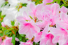 雨に濡れるツツジ,雨,雨の日,雨粒,水滴,満開のツツジ,ツツジ,つつじ,春,花,お花,満開,フラワー,flower,spring,rain