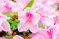雨に濡れるツツジ,雨,雨の日,雨粒,水滴,満開のツツジ,ツツジ,つつじ,春,花,お花,満開,フラワー,flower,spring,rain