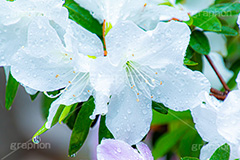 雨に濡れるツツジ,雨,雨の日,雨粒,水滴,満開のツツジ,ツツジ,つつじ,春,花,お花,満開,フラワー,flower,spring,rain