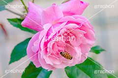 薔薇に蜂,蜂,ハチ,はち,蜜蜂,ミツバチ,蜜,昆虫,バラ,花,お花,フラワー,ローズ,園芸種,灌木,低木,つる植物,春,薔薇,flower,rose,spring,フルサイズ撮影