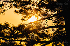 夕暮れ,夕焼け,夕方,夕日,日の入り,オレンジ,染,日没,哀愁,ノスタルジック,松の木,松,草木,自然,太陽,空/天気,空/雲,逆光,sky,sunset,フルサイズ撮影