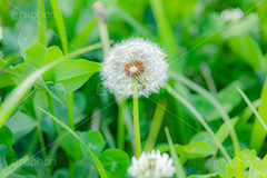 綿毛,種,種子,綿,野に咲く綿毛,飛ぶ,たんぽぽ,タンポポ,野原,花,お花,フラワー,野花,雑草,春,キク科,多年草,フヂナ,タナ,flower,spring,フルサイズ撮影