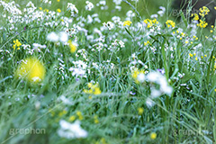 春の終わり,散る,枯れる,寂しい,哀愁,ムラサキハナナ,菜の花,なのはな,菜の花畑,菜,花,お花,フラワー,はな,雑草,アブラナ,あぶらな,アブラナ科,セイヨウアブラナ,春,spring,flower,フルサイズ撮影