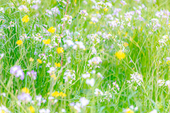 春の終わり,散る,枯れる,寂しい,哀愁,ムラサキハナナ,菜の花,なのはな,菜の花畑,菜,花,お花,フラワー,はな,雑草,アブラナ,あぶらな,アブラナ科,セイヨウアブラナ,春,spring,flower,フルサイズ撮影