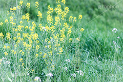 春の終わり,散る,枯れる,寂しい,哀愁,ムラサキハナナ,菜の花,なのはな,菜の花畑,菜,花,お花,フラワー,はな,雑草,アブラナ,あぶらな,アブラナ科,セイヨウアブラナ,春,spring,flower,フルサイズ撮影