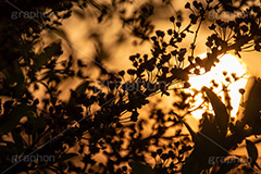 夕暮れ,夕焼け,夕方,夕日,日の入り,オレンジ,染,日没,哀愁,ノスタルジック,草木,植物,シルエット,太陽,空/天気,空/雲,逆光,sky,silhouette,sunset,フルサイズ撮影
